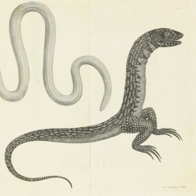 image for Tentamen herpetologiae. Cum perpetuo commentario. Accessit J. A. Unzeri Observatio de taeniis. Latine reddita, cum dubiis circa eandem.