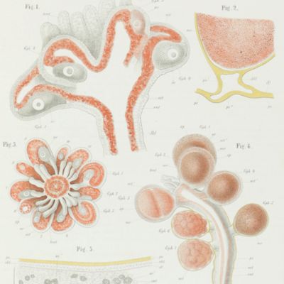 Die Entstehung der Sexualzellen bei den Hydromedusen. Zugleich ein Beitrag zur Kenntniss des Baues und der Lebenserscheinungen dieser Gruppe.
