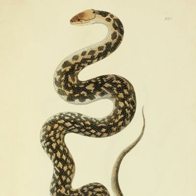 An account of Indian serpents collected in the coast of Coromandel; containing descriptions and drawings of each species; together with experiments and remarks on their several poisons. [WITH] A continuation of an account of Indian serpents containing descriptions and figures from specimens and drawings transmitted from various parts of India. [Complete].