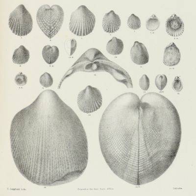 image for Palaeontologia Indica, being figures and descriptions of the organic remains procured during the progress of the geological survey of India. Vol. III. The Pelecypoda, with a review of all known genera of this class, fossil and recent.