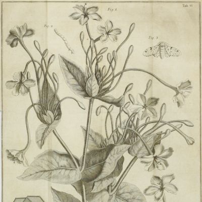 <em>Mirabilis longiflora, eller Lång-pipiga Underblomman.</em>