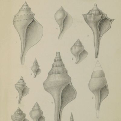 image for Fossil shells of the Tertiary formations of North America, illustrated by figures, drawn on stone, from nature. Vol. 1(1)-(4). [AND] Vol. 1(3) ["republication"] Eocene fossils of the Claiborne, with observations on this formation in the United States, and a geological map of Alabama.