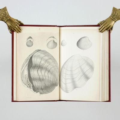 Fossils of the Tertiary formations of the United States. Illustrated by figures, drawn from nature. [Fossils of the Medial Tertiary of the United States 1-2; Fossils of the Miocene formation of the United States 3-[4].]