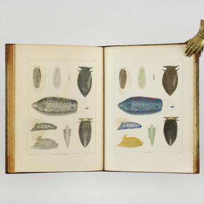 image for Malacologie Méditerranéenne et littorale, ou description des mollusques qui vivent dans la Méditerranée ou sur le continent de l'Italie, ainsi que des coquilles qui se trouvent dans les terrains tertiaires Italiens, avec des observations sur leur anatomie, leurs moeurs, leur analogie et leur gisement. Ouvrage servant de faune malacologique Italienne et de complément a la Conchiologia fossile subapennica de Brocchi.