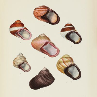 Conchologia Indica: illustrations of the land and freshwater shells of British India.