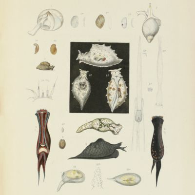 image for Beiträge zur Meeresfauna der Insel Mauritius und der Seychellen. Mollusken. [Including] Anhang. Anatomie einiger Landschnecken.