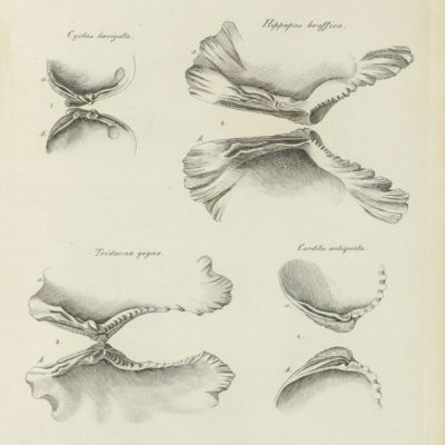 image for Essai d’un nouveau système des habitations des vers testacés. Avec XXII planches.