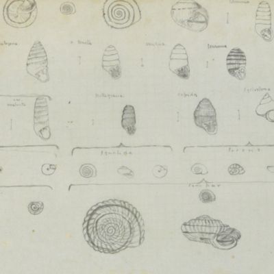 Malacographia maderensis sive enumeratio molluscorum quae in insulis Maderae et Portus Sancti aut viva extant aut fossilia reperiuntur [AND] Monographia molluscorum terrestrium fluvialium, lacustrium Insularium Maderensium.