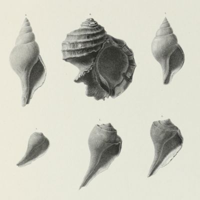image for Pleiocene fossils of South-Carolina: containing descriptions and figures of the Polyparia, Echinodermata and Mollusca.