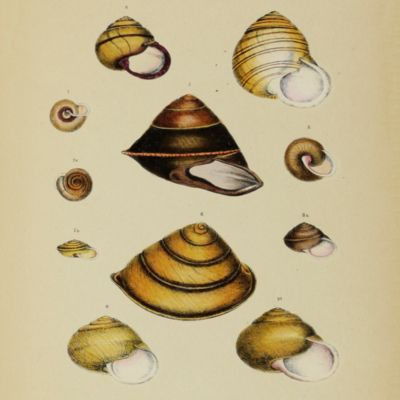 image for A monograph of the Australian land shells. Illustrated by XVIII plates.