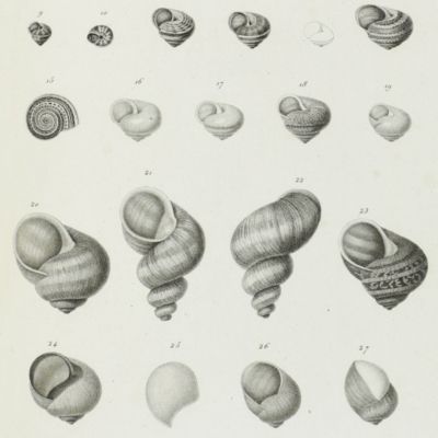 image for Histoire naturelle des mollusques terrestres et fluviatiles de la France. Ouvrage posthume de J. P. R. Draparnaud. Avec XIII planches. [AND] Complément de l'histoire naturelle des mollusques terrestres et fluviatiles de la France, de J. P. R. Draparnaud. Avec planches.