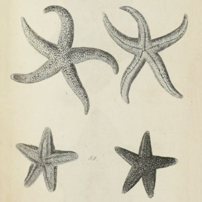British Zoology. Vol. IV. Crustacea. Mollusca. Testacea.