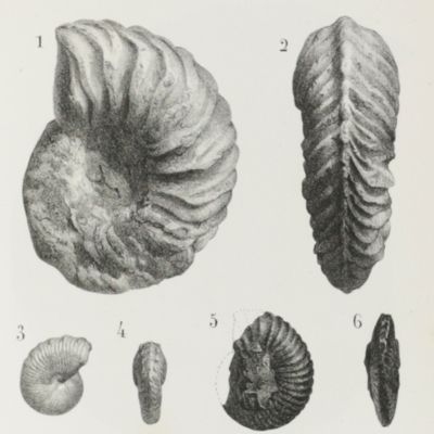 image for Galerie des mollusques, ou catalogue méthodique, descriptif et raisonné des mollusques et coquilles du Muséum de Douai.