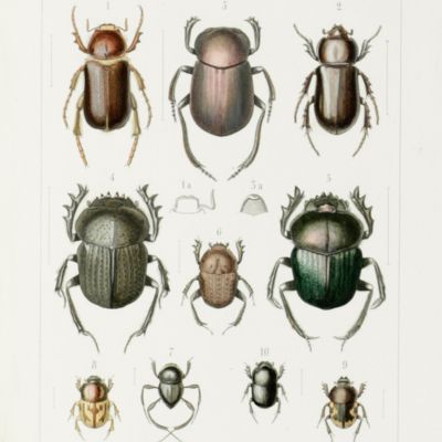 Die Gliederthier-Fauna des Sansibar-Gebietes. Nach dem von Dr. O. Kersten während der v. d. Decken'schen Ost-Afrikanischen Expedition im Jahre 1862 und von C. Cooke auf der Insel Sansibar im Jahre 1864 gesammelten Material.