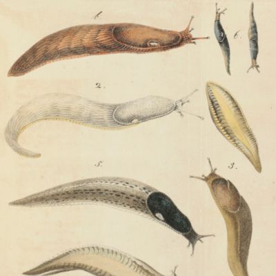 Naturgeschichte Schlesisch-Lausitzischer Land- und Wassermollusken.