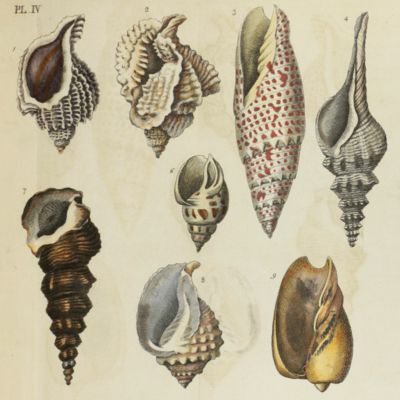 image for Elements of conchology: or, an introduction to the knowledge of shells. With seven plates containing figures of every genus of shells.