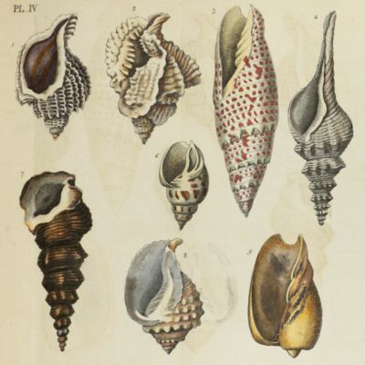 Elements of conchology: or, an introduction to the knowledge of shells. With seven plates containing figures of every genus of shells.