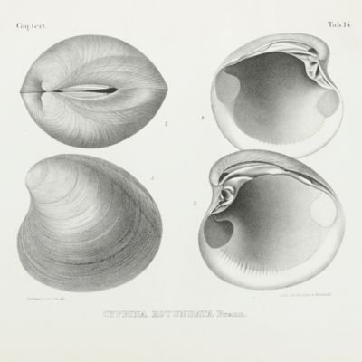 Iconographie des coquilles Tertiaires, réputées identiques avec les espèces vivantes ou dans différens terrains de l'époque Tertiaire, accompagnée de la description des espèces nouvelles.