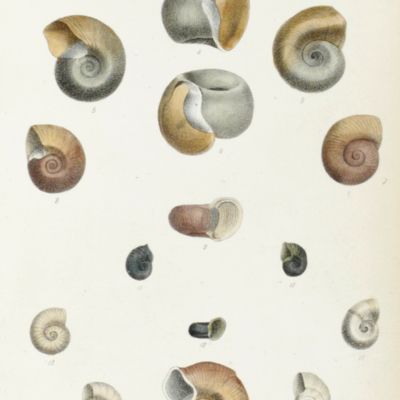 image for A monograph of the fresh-water univalve Mollusca of the United States. (In continuation of Prof. S. S. Haldeman's work, published under the above title). Turbidae. Physadae.