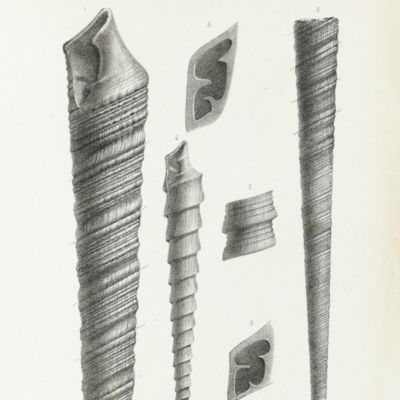 image for Paléontologie Française. Description des mollusques et rayonnés fossiles. Terrains Jurassiques. II. Gasteropodes. Texte, Atlas. [Complete].