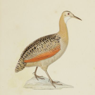 image for of the bird, tinamon isabelle ( <em>Tinamus rufescens</em> Temminck), or guazu.