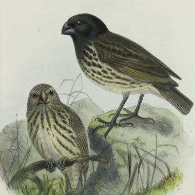 image for The Galapagos finch, <em>Camarhynchus variegatus</em>.