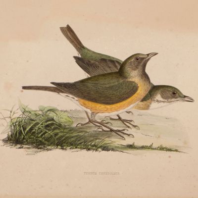 image for Fauna Japonica: <em>Turdus chrysolaus</em>. [brown-headed thrush].