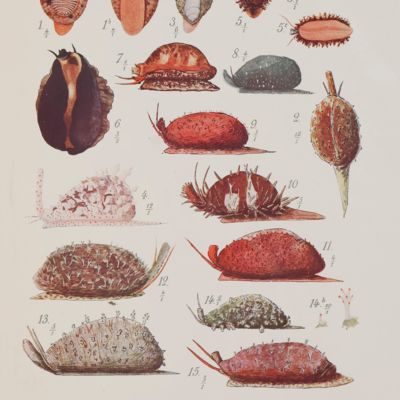 Recherches zoologiques et anatomiques sur les mollusques de la famille des cypraeidés. 1re partie, 2me partie. [Complete].