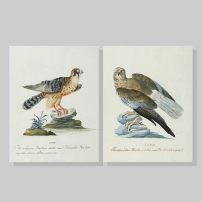 Storia naturale degli uccelli trattata con metodo e adornata di figure intagliate in rame e miniate al naturale. Ornithologia methodice digesta atque iconibus aeneis ad vivum illuminatis ornate. [Two counterproofs in original water colouring, of Plate 37, <em>Falco albanella torquata</em>, and of Plate 48, <em>Falco vulga barletto</em>.]