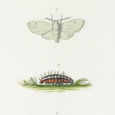 Der Naturforscher. Erstes Stück. [AND] Zweites Stück.