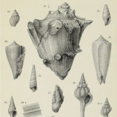 Sammlungen des geologischen Reichs-Museums in Leiden. Ite [Erste] Serie. Beiträge zur Geologie Ost-Asiens und Australiens. Band I - X [All published].