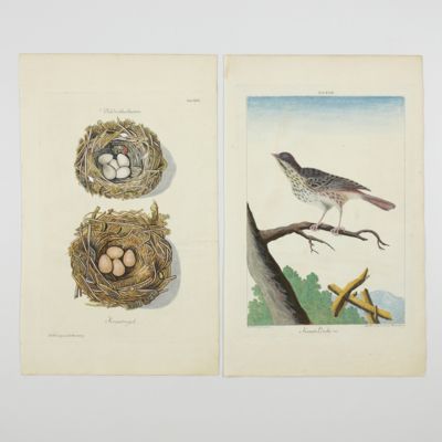 Tab. XXII. Kraut-Lerche. [AND] Tab. XIX. Krautvogel. [nest and eggs].