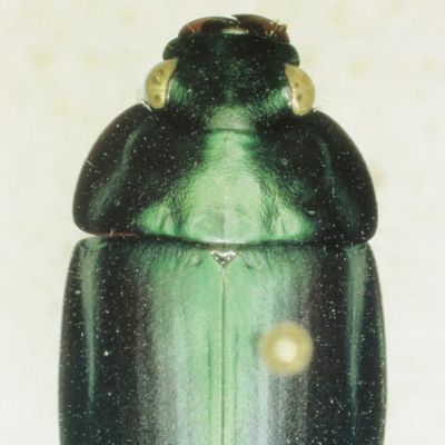 Revision of the Pseudomorphinae of the Australian region. 1. The previous genera <em>Sphallomorpha</em> Westwood and <em>Silphomorpha</em> Westwood. Taxonomy, phylogeny, zoogeography (Insecta, Coleoptera, Carabidae).