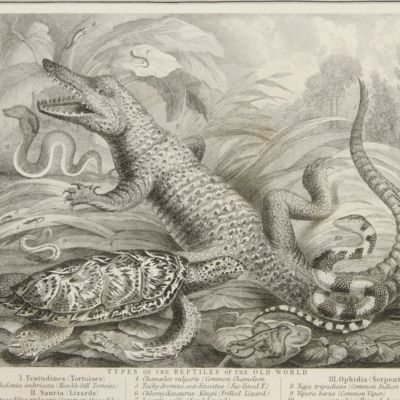 Zoological geography. Geographical division and distribution of Reptilia (reptiles). Drawn by Augustus Petermann.