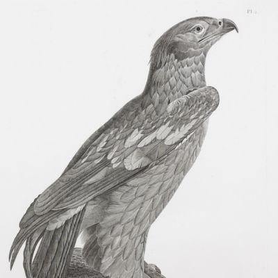 Description de l'Egypte. Histoire naturelle. Oiseaux. Planche 2. [Falcon and eagle]