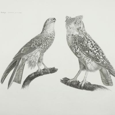 image for Description de l'Egypte. Histoire naturelle. Oiseaux. Planche 3. [Falcon and owl]