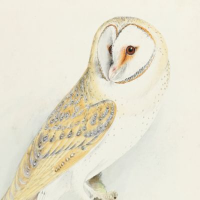 Bird plates. Barn or yellow owl.<em></em>