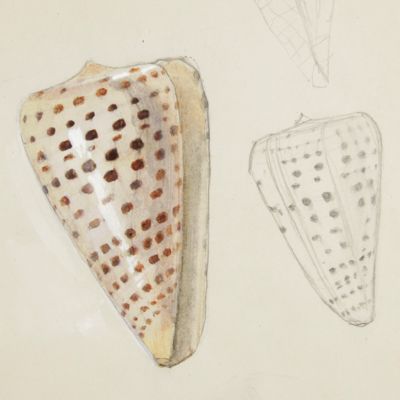 Cone shell [ <em>Conus betulinus</em>]. Original watercolour and pencil drawings.