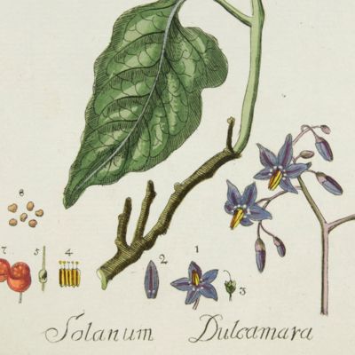 Botanica Pharmaceutica exhibens plantas officinalis quarum nomina indispensatoris recentur, cum Iconibus… Plate 76. <em>Solanum dulcamara</em>. [Bittersweet].<em></em>