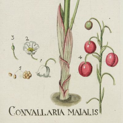 Botanica Pharmaceutica exhibens plantas officinalis quarum nomina indispensatoris recentur, cum Iconibus… Plate 44. <em>Convallaria maialis</em>. [Lily-of-the-valley].<em></em>