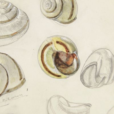 image for European grove snail. <em>Cepaea nemoralis</em> (L.). Original watercolour and pencil drawings.
