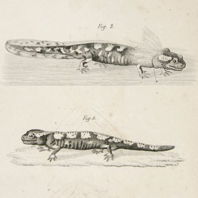 image for Observationes quaedam de Salamandris et Tritonibus.