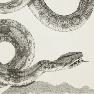Giant snake [Plate 101 of Seba's <em>Locupletissimi rerum naturalium thesauri accurata descriptio</em> Volume II].