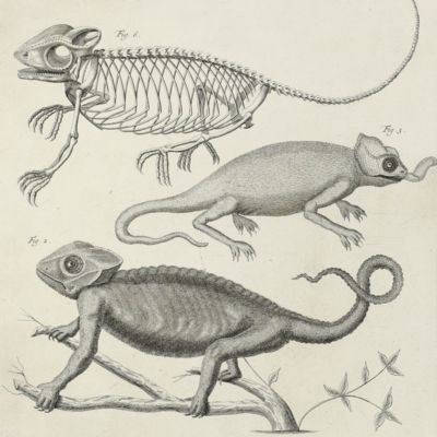 image for Giant lizard [Plate 82 of Seba's <em>Locupletissimi rerum naturalium thesauri accurata descriptio</em>I].