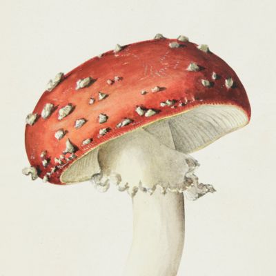 image for Catalogue des champignons observée et recuillis dans le dept de la Meuse et figurant dans le collection de Monsieur F. Liénard.