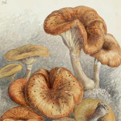 image for Lancashire fungi.