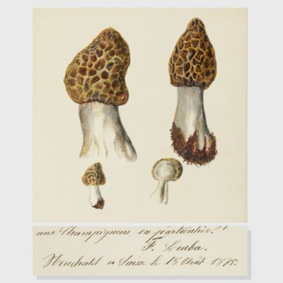 Monographie du genre <em>Morchella</em>. Traité au point de vue historique, botanique et chimique.