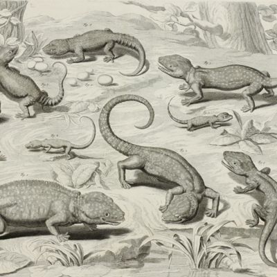 American lizards [Plate 108 of Seba's <em>Locupletissimi rerum naturalium thesauri accurata descriptio</em> Volume I].