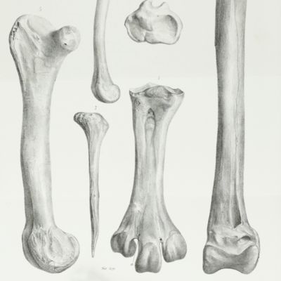 image for On the remains of a gigantic species of bird ( <em>Gastornis klaassenii</em>, n. sp.) from the Lower Eocene Beds near Croydon [AND] On <em>Megalapteryx hectori</em>, a new gigantic species of apterygian bird [AND] On <em>Dinornis oweni,</em> a new species of Dinornithidae, with some remarls on <em>D. curtus</em>.