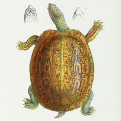 Mission Scientifique au Mexique et dans l'Amérique Centrale. Ouvrage publié par ordre du Ministre de l'Instruction Publique. Recherches zoologiques. Troisième partie. Étude sur les reptiles et les batraciens. Livraisons 1-12.